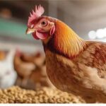 جديده صور - شركة الكندي لإنتاج اللقاحات والأدوية البيطرية